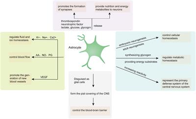 The role of astrocytes in neuropathic pain